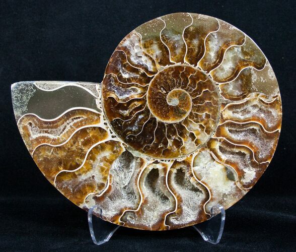 Inch Split Ammonite (Half) #3340